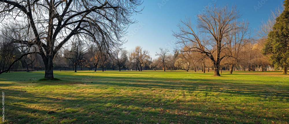 flourishing grassy lawn with dry, empty trees flourishing grassy lawn with dry, empty trees