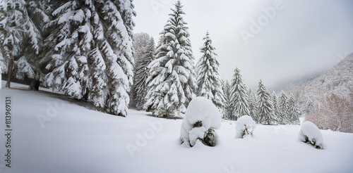 Snow covered fir trees in the winter. Wintry landscape.