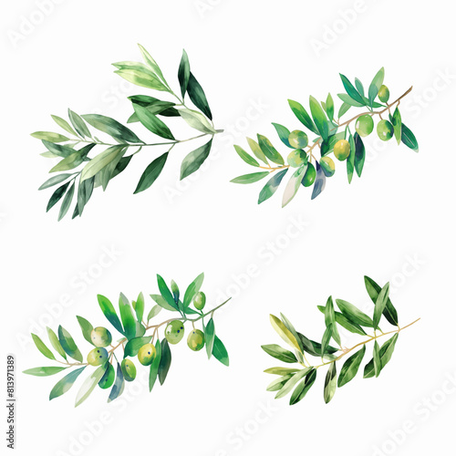 Oliva greenery vector brunches