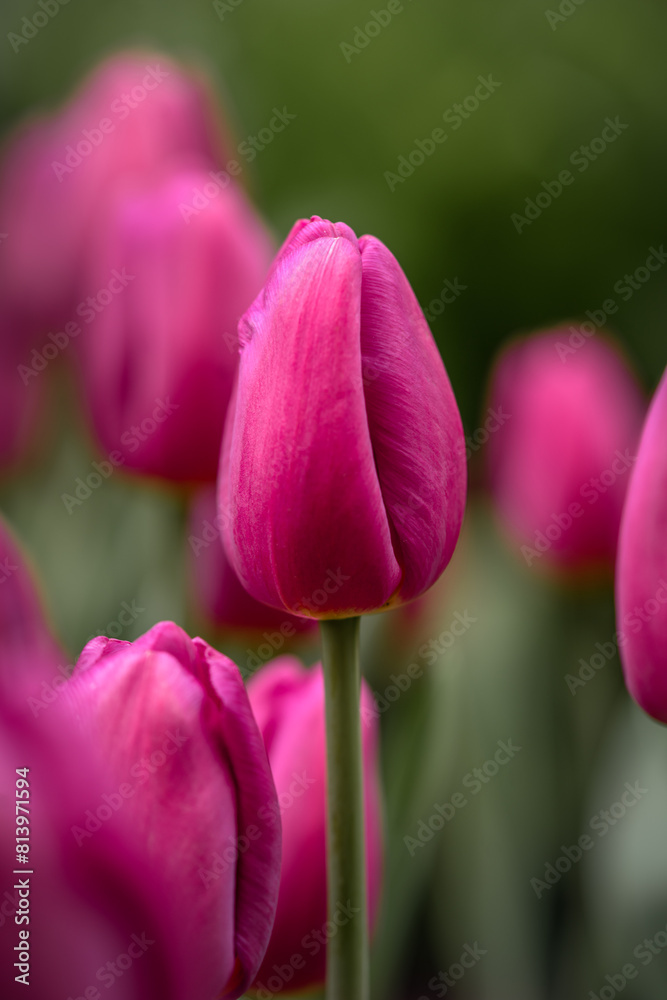 Fototapeta premium Tulips with purple buds on a flowerbed in a spring park