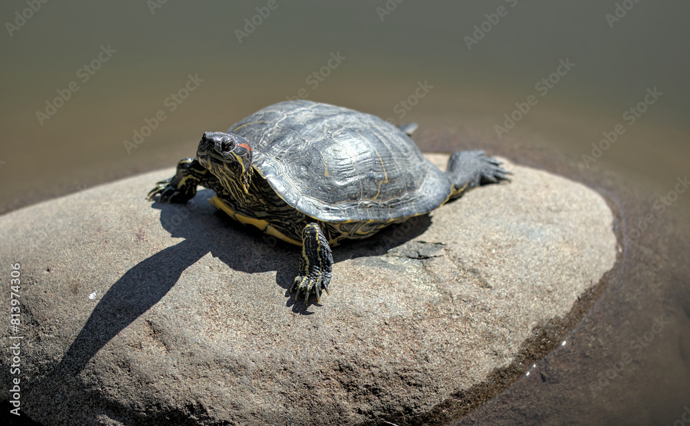 Obraz premium red ear slider turtle on a rock in a pond (prospect park brooklyn wildlife) urban animal reptile with yellow lines hard shell
