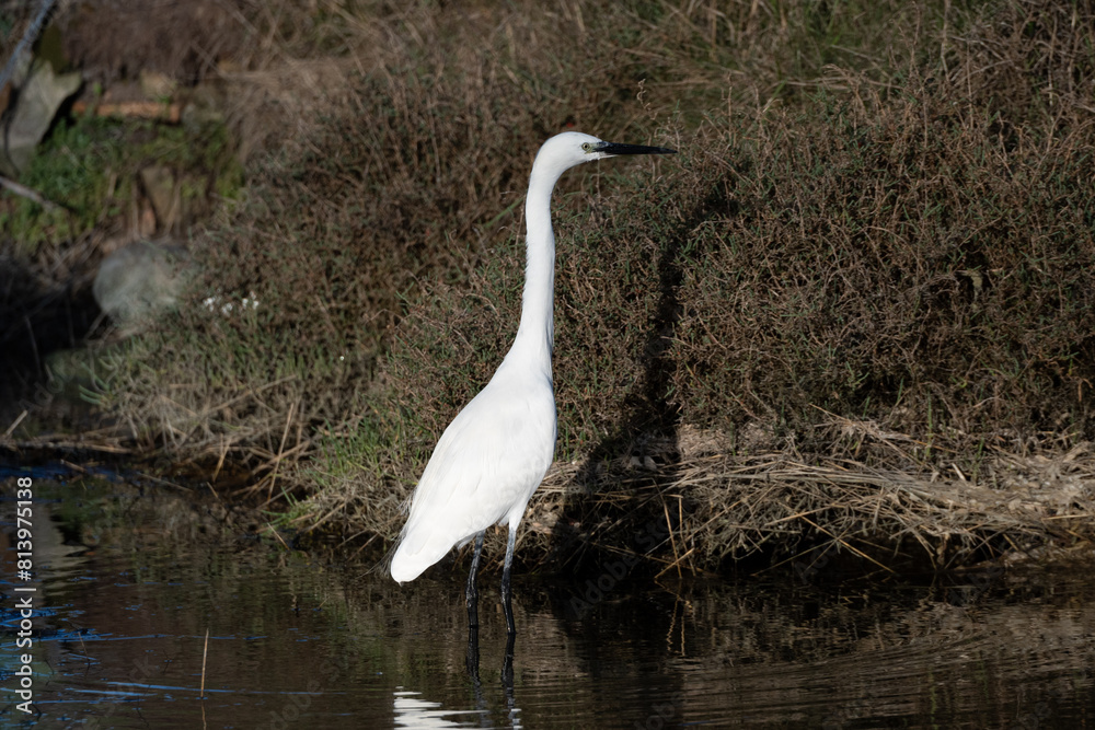 Fototapeta premium oiseau, oiseau blanc ,grand bec, oiseau grande pâte, nature, 