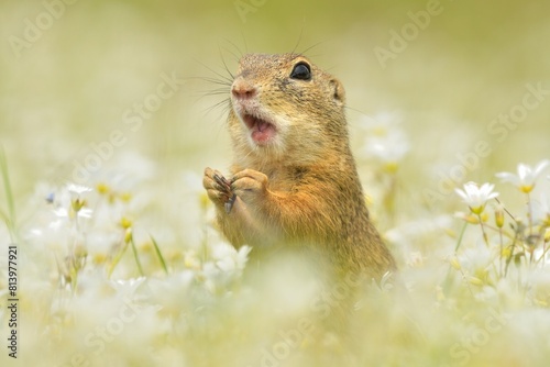 European ground squirel Spermophilus citellus rodent eurasian black-bellied common grassland in fields of landscape cereal wheat region, beautiful eyes and fur, eats flower grass Europe