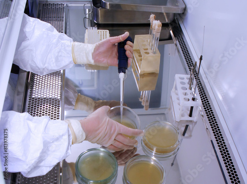 Obraz na plátne Scientist in protective clothing working with petri dishes in biosafety cabinet