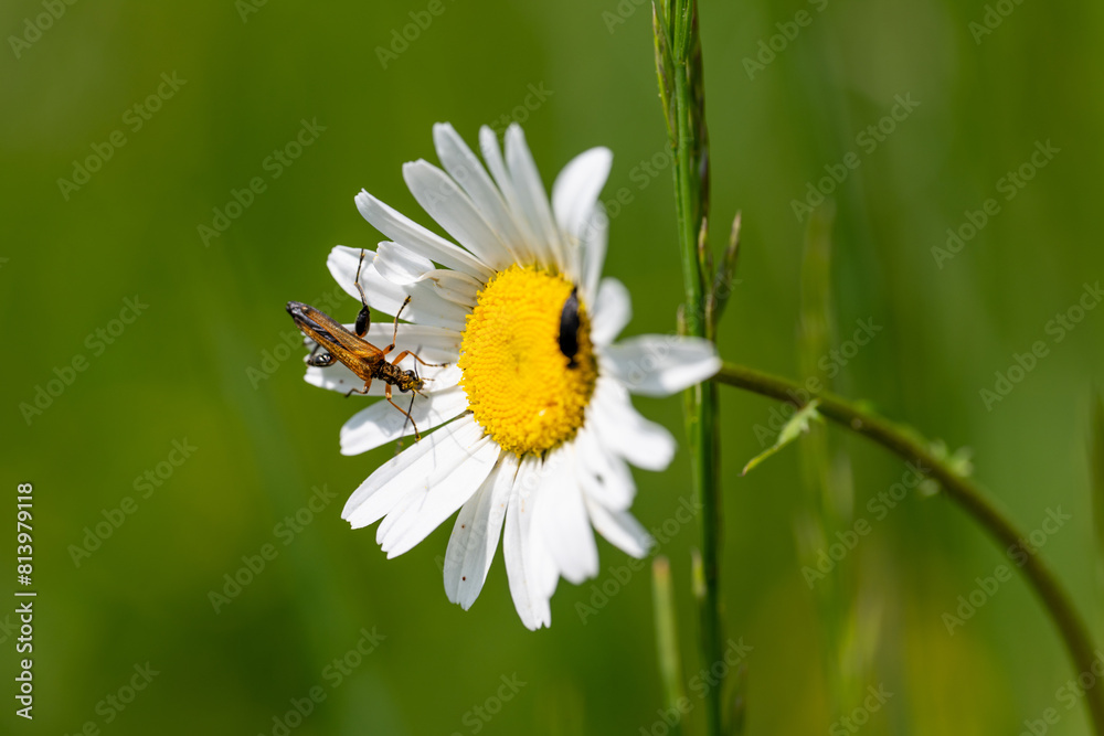 Obraz premium Daisy with bug
