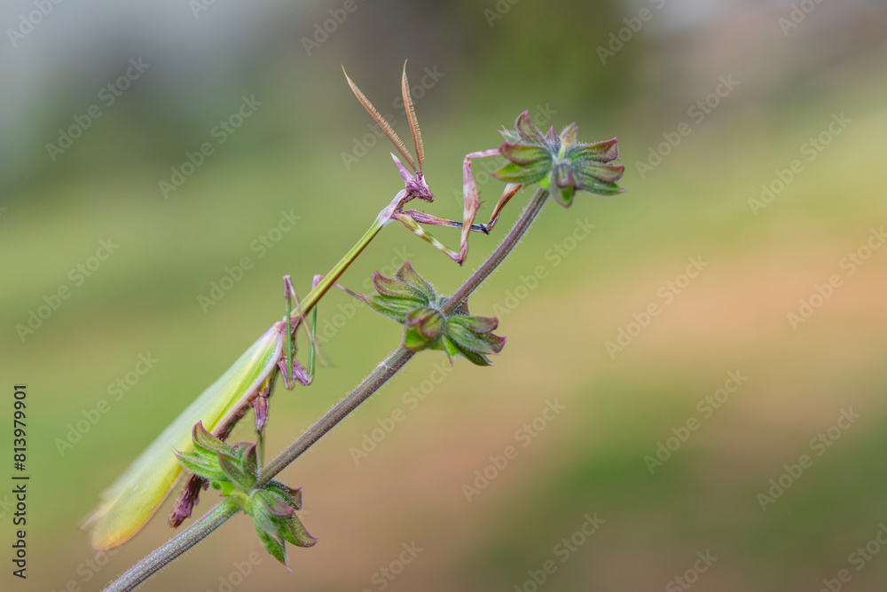 Close up of pair of Beautiful European mantis ( Mantis religiosa )