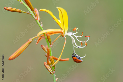 Macro shots, Beautiful nature scene.  Beautiful ladybug on leaf defocused background © blackdiamond67