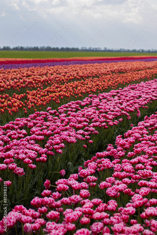 Spring beautiful tulips field. Field of colorful tulips in Belarus, Brest region. Spring beautiful tulips field. Field of colorful tulips in Belarus, Brest region.