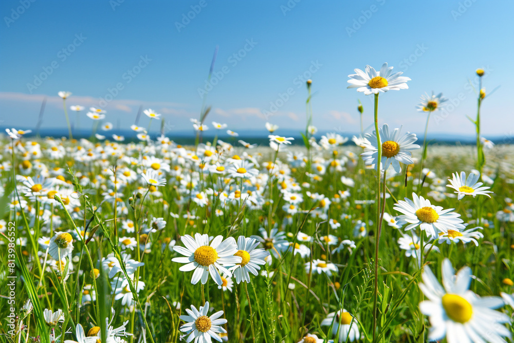 lush daisy field under a clear sky