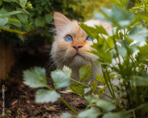 Blue-eyed cat sitting among plants in a herb garden