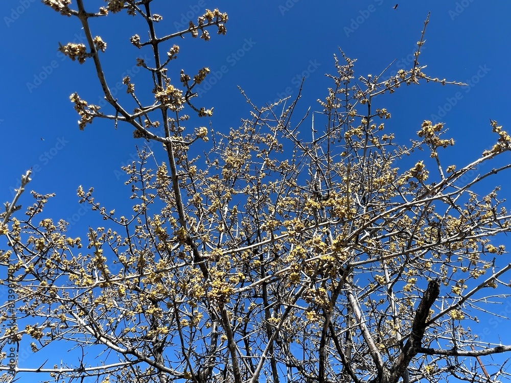 buds on tree branches against a blue sky background in spring buds on tree branches against a blue sky background in spring