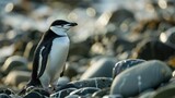 A Chinstrap penguin perches on stones in a breeding ground