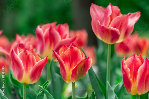 Red flower tulips blossoming in park. Bulbous ornamental tulipa plants of liliaceae family grow on flowerbed. Floral red petals bloom on foliage background. Flower carpet from buds. Horticulture.