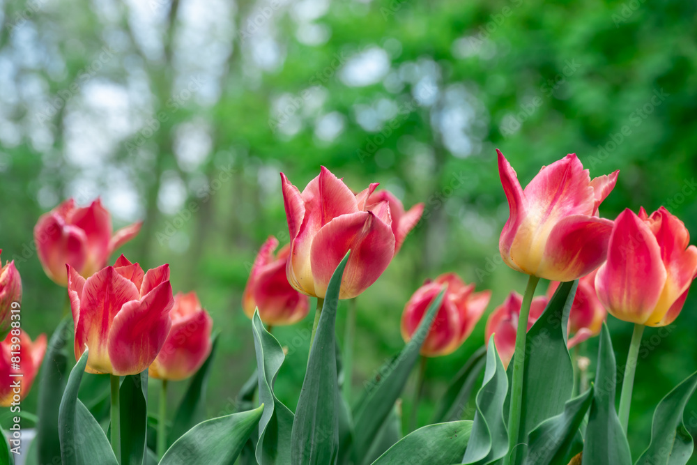 Red flower tulips blossoming in park. Bulbous ornamental tulipa plants of liliaceae family grow on flowerbed. Floral red petals bloom on foliage background. Flower carpet from buds. Horticulture. Red flower tulips blossoming in park. Bulbous ornamental tulipa plants of liliaceae family grow on flowerbed. Floral red petals bloom on foliage background. Flower carpet from buds. Horticulture.