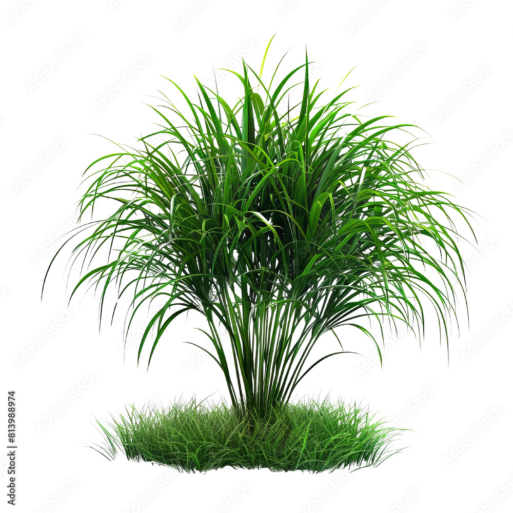 Obraz premium 3D rendering of green grass field with single palm tree isolated on transparent background