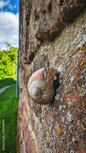 Roman snail on the castle wall