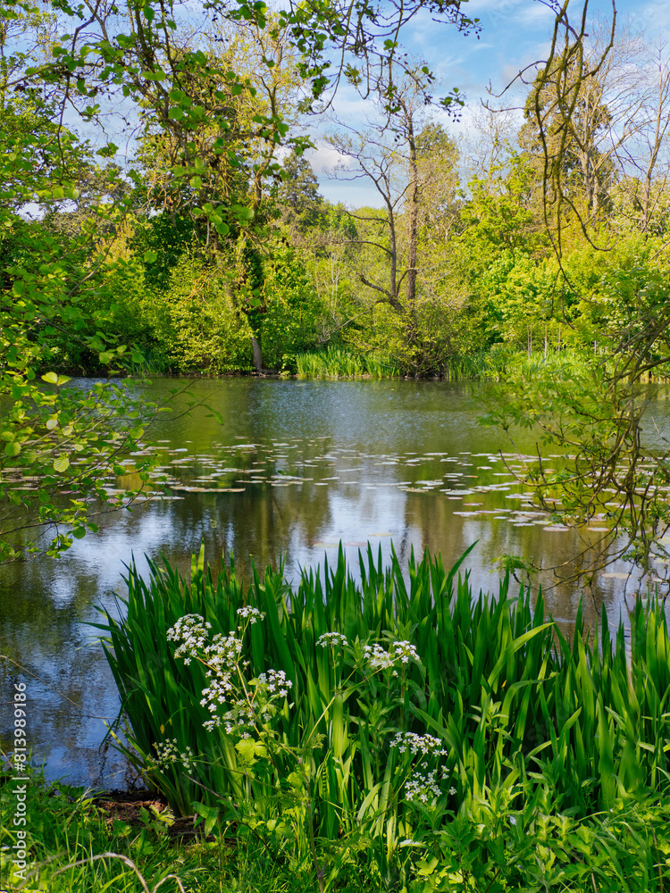 Woodland pond lake scene with wild flowers and warm sunset light. Spring time in the forest Woodland pond lake scene with wild flowers and warm sunset light. Spring time in the forest