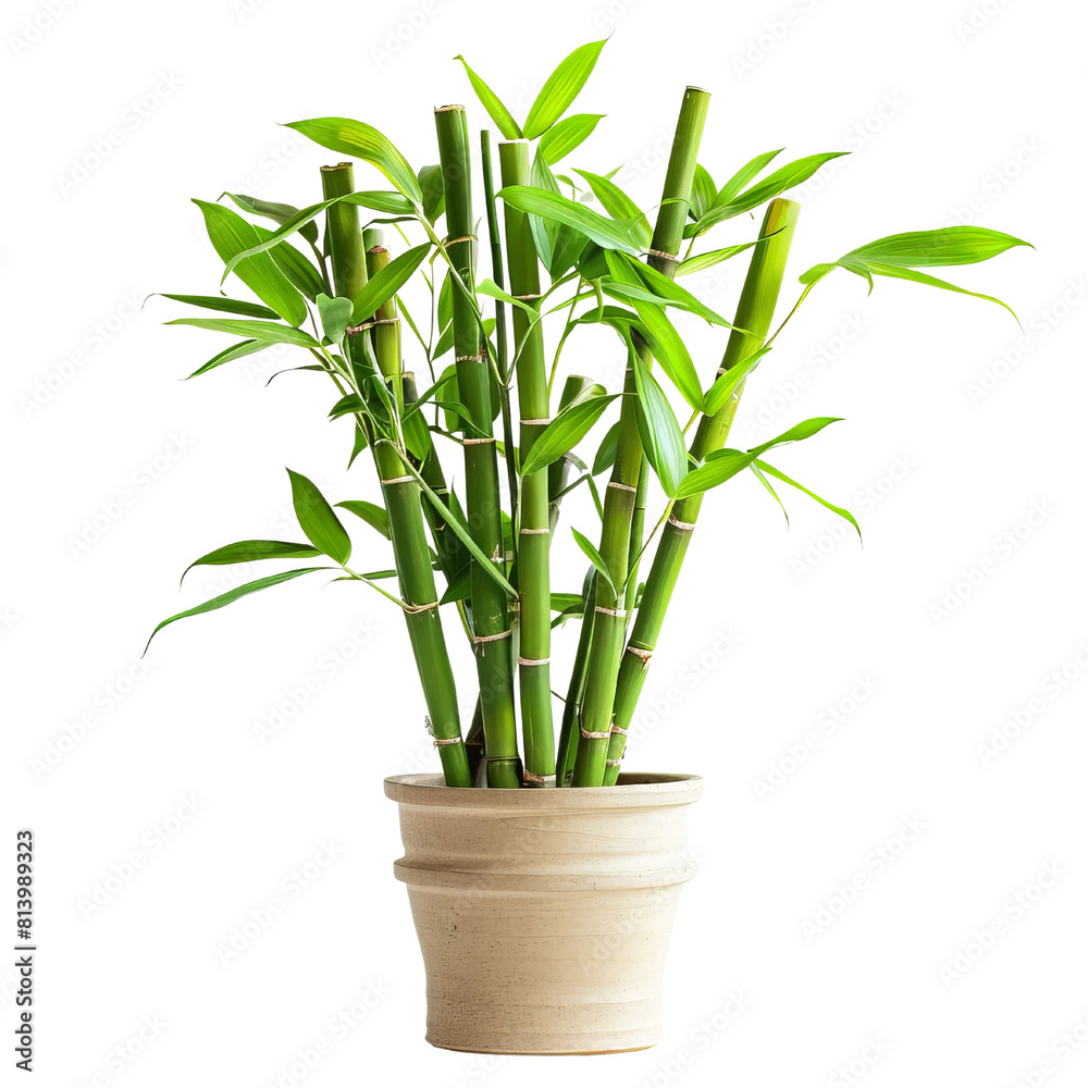 A lush green money plant in a ceramic pot, isolated on a transparent background. A lush green money plant in a ceramic pot, isolated on a transparent background.
