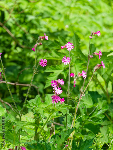 Wild red campion, Red Catchfly or Adders flower growing wild in a woodland scene. photo