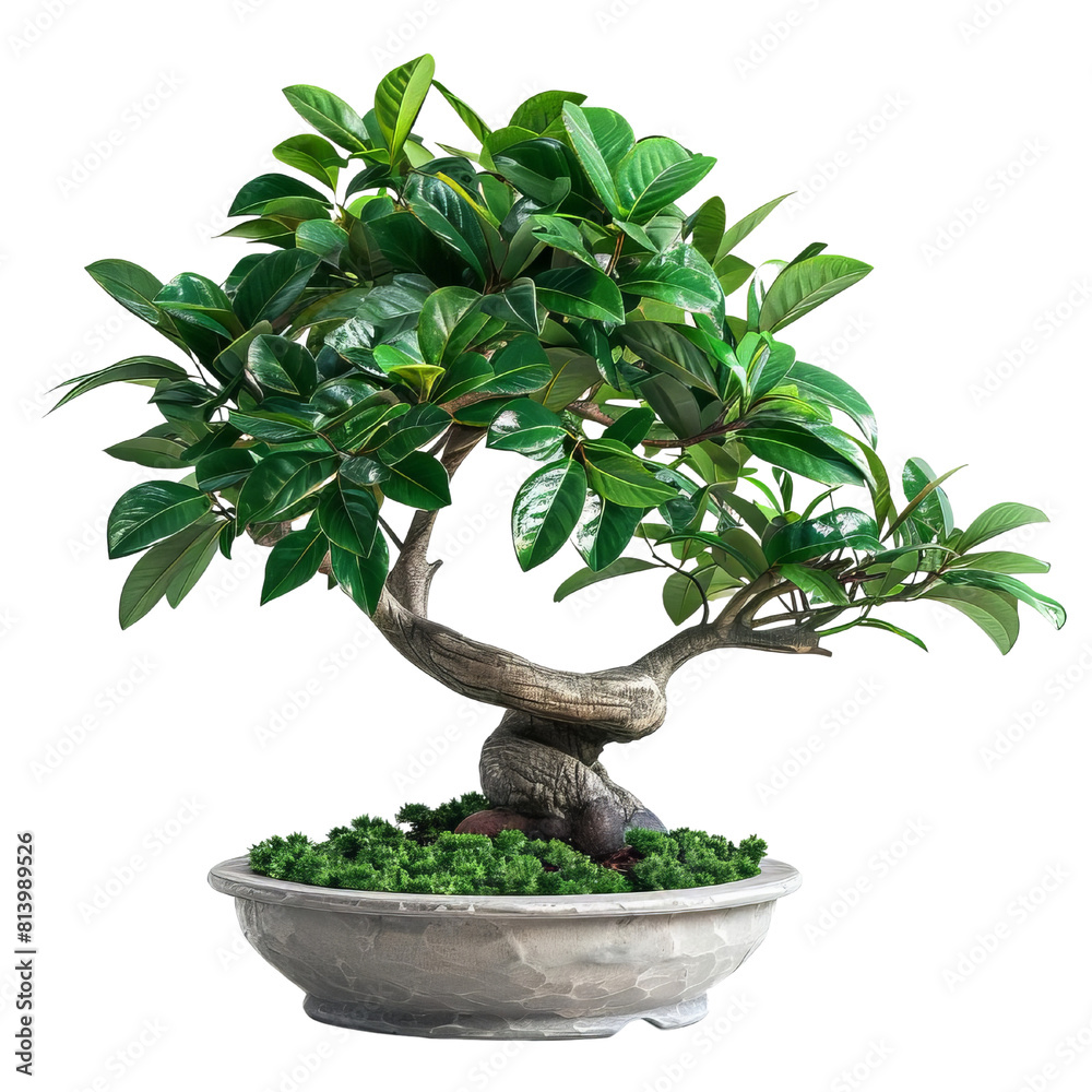 A photo of a bonsai tree in a pot with green leaves and a twisted trunk A photo of a bonsai tree in a pot with green leaves and a twisted trunk