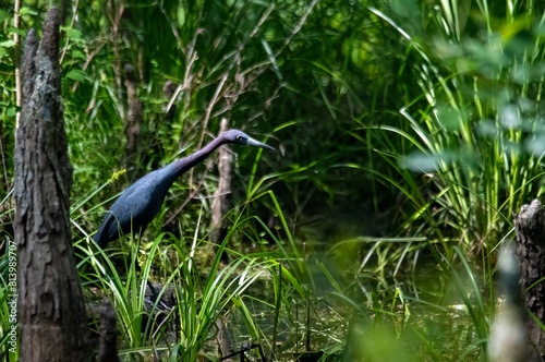 Little blue heron in its natural swampland environment in Charleston, South Carolina