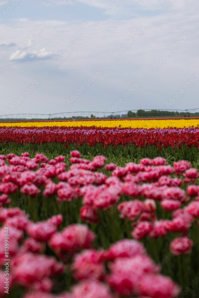 Spring beautiful tulips field. Field of colorful tulips in Belarus, Brest region. Spring beautiful tulips field. Field of colorful tulips in Belarus, Brest region.