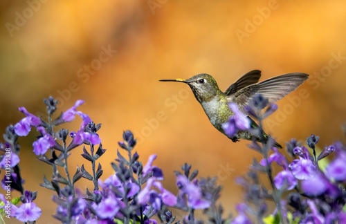 Amazing hummingbird frozen in flight over purple salvia flowers and an orange out of focus background