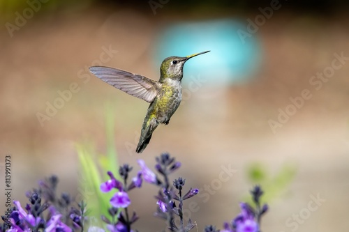 hummingbird in closeup flight over purple salvia flowers and a blue halo