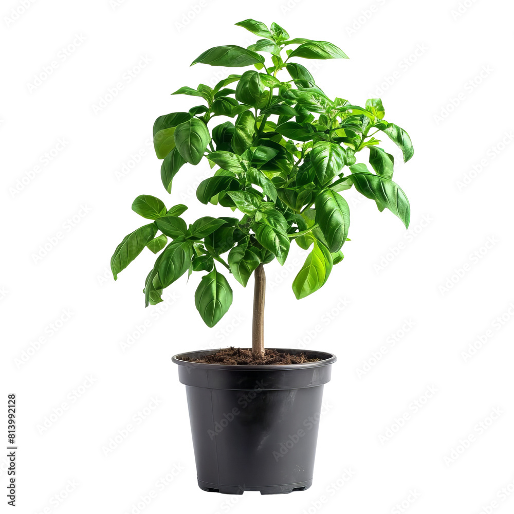 The image shows a potted basil plant with green leaves The image shows a potted basil plant with green leaves