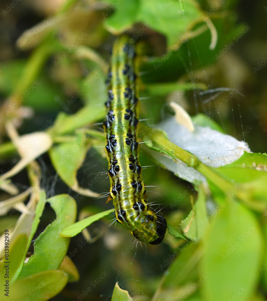 Box tree caterpillar can completely defoliate box plants Stock Photo ...