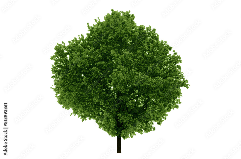 Illustration tree oak grows in spring, (on isolated transparent background) - suitable for light background and bright sky. Illustration tree oak grows in spring, (on isolated transparent background) - suitable for light background and bright sky.
