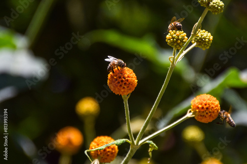 A bee pollinates an orange ball tree flower (Buddleja globosa)