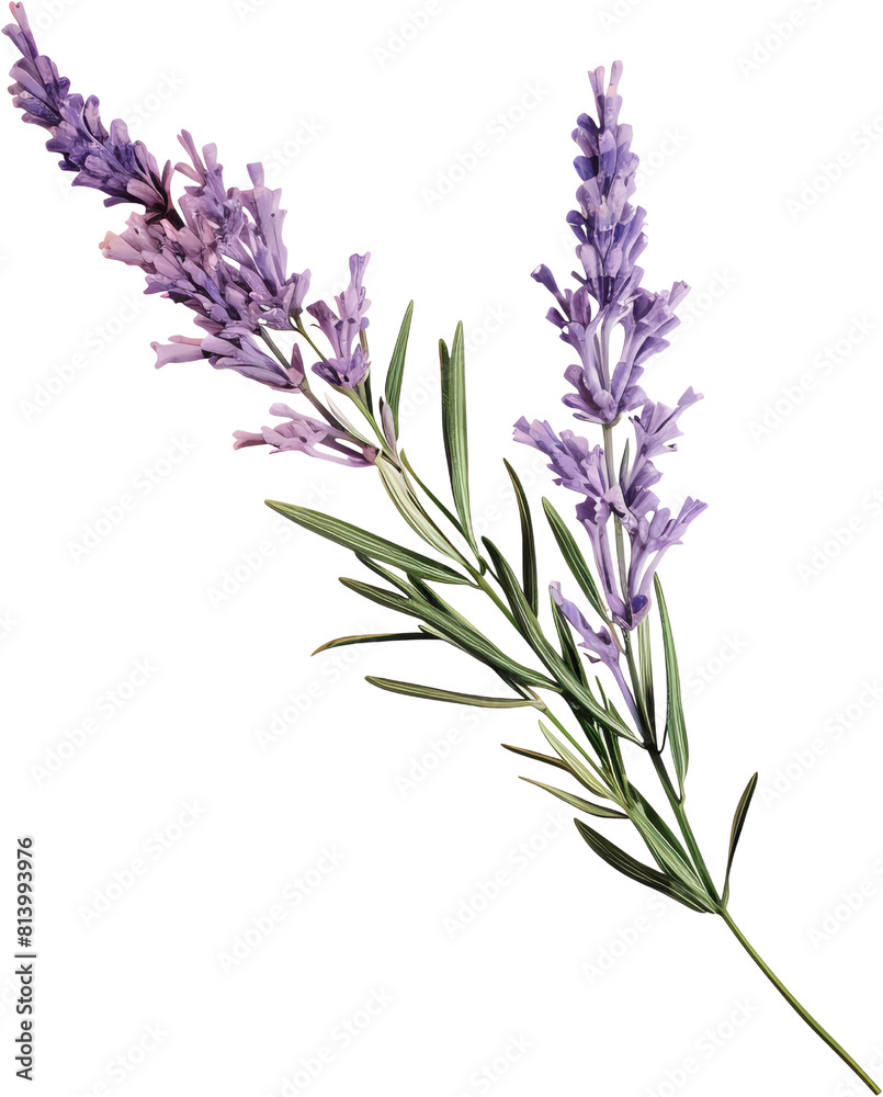 Naklejka premium lavender sprig, clipart style, single object, dicut PNG, isolated against a white field
