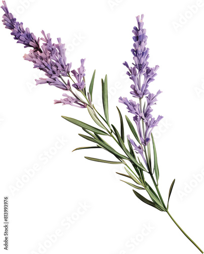 LGBTQ colored lavender sprig  clipart style  single object  dicut PNG  isolated against a white field