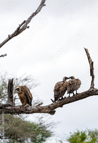 Photography Three big birds on tree