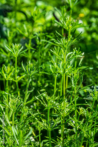 The Cleavers Galium aparine have been used in the traditional medicine for treatment of disorders of the diuretic, lymph systems and as a detoxifier
