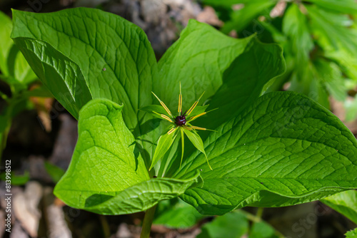 Paris quadrifolia in bloom. It is commonly known as herb Paris or true lover's knot photo
