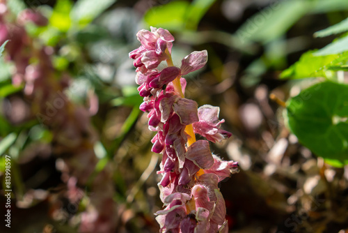 In the spring, Lathraea squamaria grows in the wild in the wild