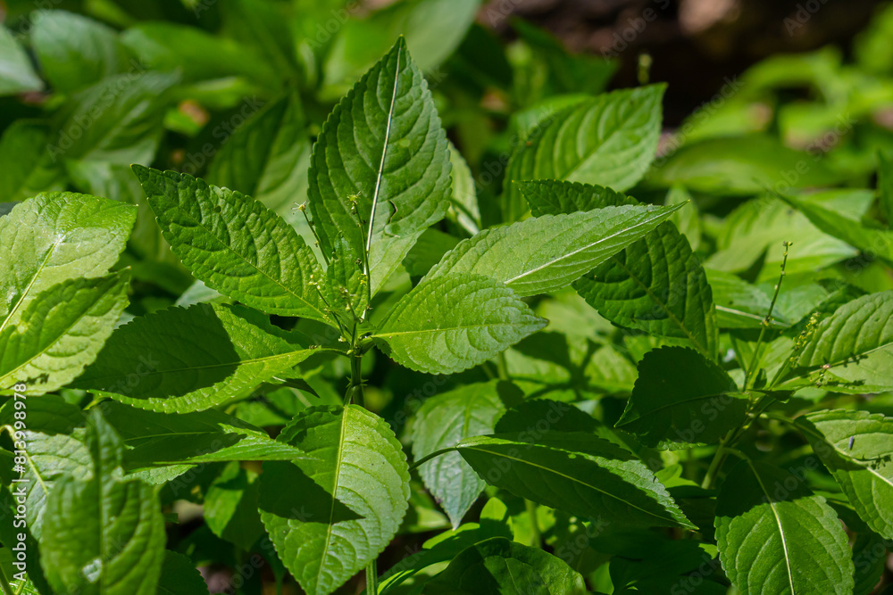 In the spring in the wild Mercurialis perennis grows in the forest In the spring in the wild Mercurialis perennis grows in the forest