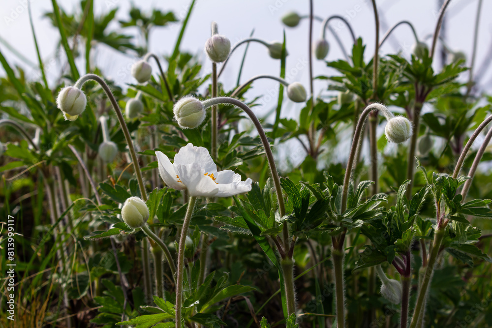 Obraz premium Anemonoides sylvestris Anemone sylvestris, known as snowdrop anemone or snowdrop windflower, is a perennial plant flowering in spring
