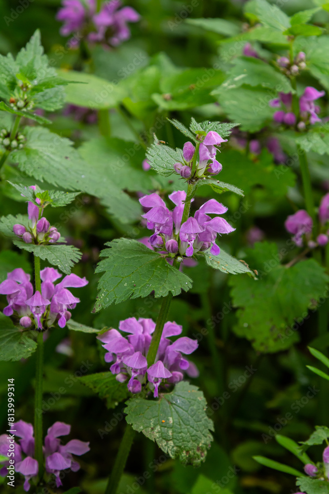Pink flowers of spotted dead-nettle Lamium maculatum. Medicinal plants in the garden Pink flowers of spotted dead-nettle Lamium maculatum. Medicinal plants in the garden