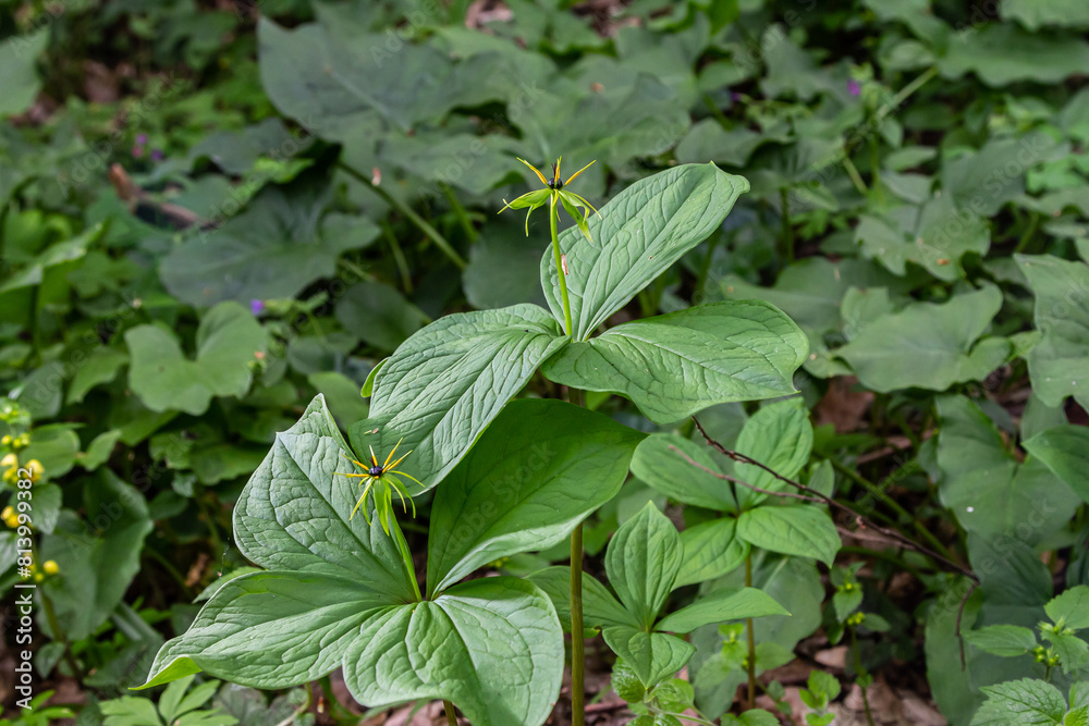 Paris quadrifolia in bloom. It is commonly known as herb Paris or true lover's knot Paris quadrifolia in bloom. It is commonly known as herb Paris or true lover's knot