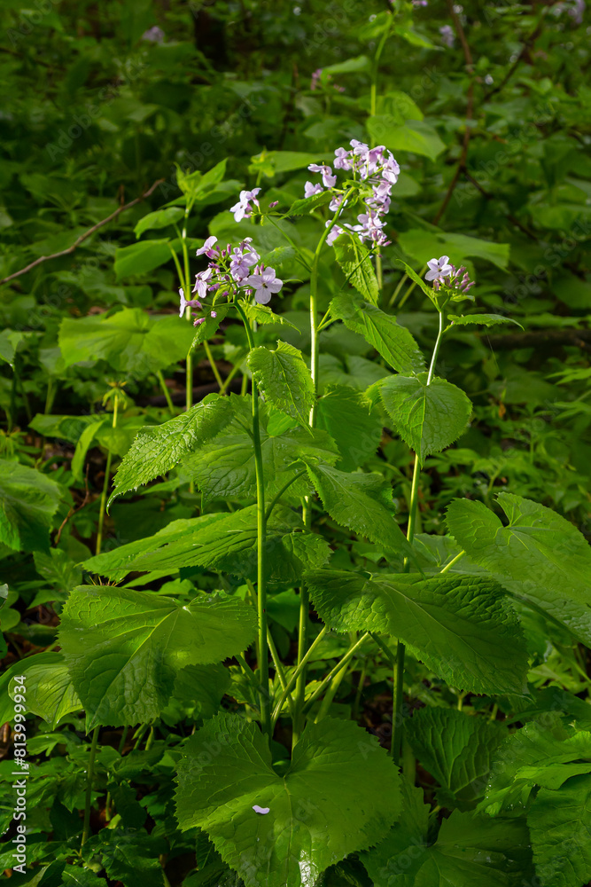 In spring, Lunaria rediviva blooms in the wild in the forest In spring, Lunaria rediviva blooms in the wild in the forest