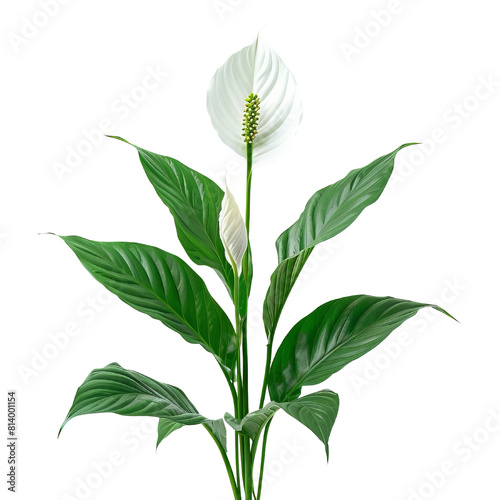 White spathe flower of Peace lily plant isolated on black background photo