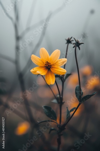 Scandinavian Flowers © JH45
