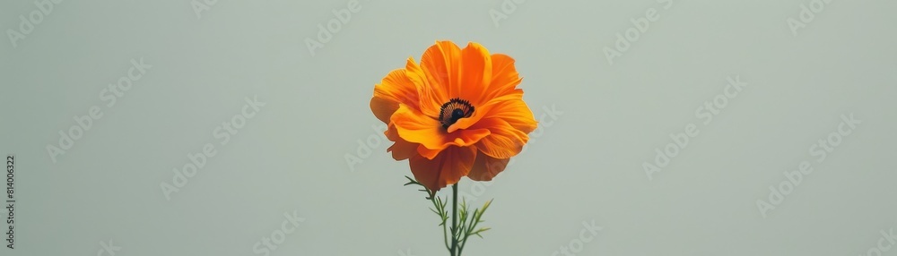 Scandinavian Flowers