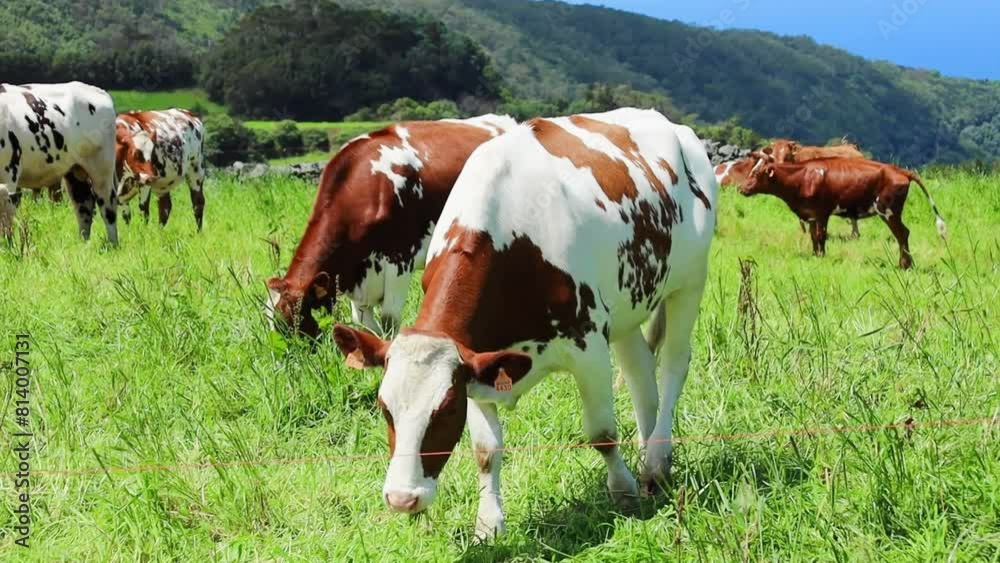 Cows on the green pasture eating grass Cows on the green pasture eating grass