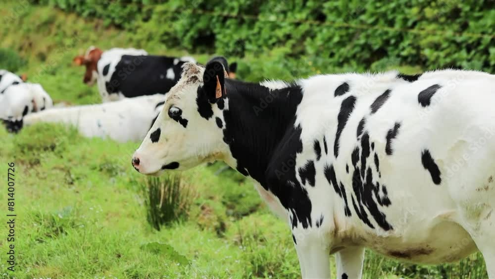 Cows on the green pasture eating grass