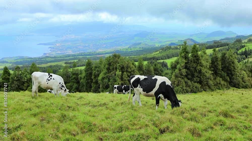 Cows on the green pasture eating grass Cows on the green pasture eating grass
