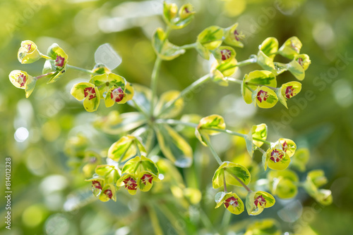A Flowering Spurge plant on a sunny morning in Texas.